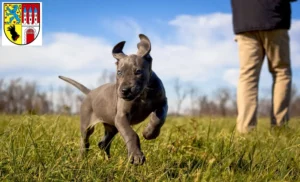 Mehr über den Artikel erfahren Dogge Züchter und Welpen in Nienburg/Weser