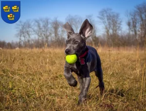Mehr über den Artikel erfahren Dogge Züchter und Welpen in Nordfriesland