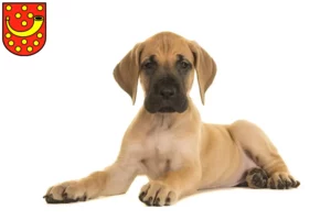 Mehr über den Artikel erfahren Dogge Züchter und Welpen in Nordhorn