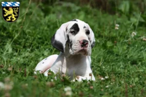 Mehr über den Artikel erfahren Dogge Züchter und Welpen in Oberbayern