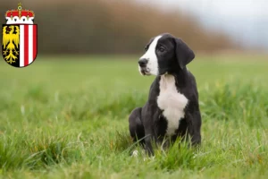Mehr über den Artikel erfahren Dogge Züchter und Welpen in Oberösterreich