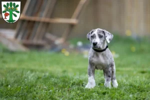 Mehr über den Artikel erfahren Dogge Züchter und Welpen in Oranienburg