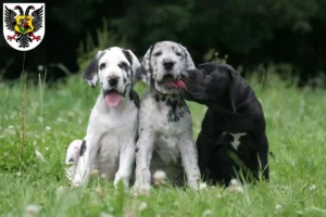 Mehr über den Artikel erfahren Dogge Züchter und Welpen in Ortenaukreis