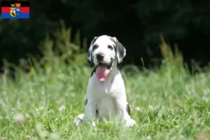 Mehr über den Artikel erfahren Dogge Züchter und Welpen in Ostfriesland