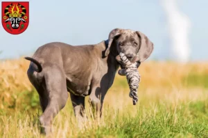 Mehr über den Artikel erfahren Dogge Züchter und Welpen in Parchim