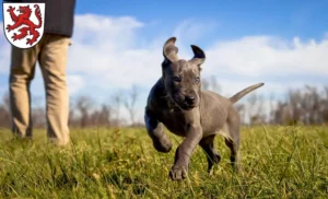 Mehr über den Artikel erfahren Dogge Züchter und Welpen in Passau