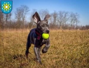 Mehr über den Artikel erfahren Dogge Züchter und Welpen in Perleberg