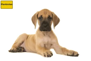 Mehr über den Artikel erfahren Dogge Züchter und Welpen in Pfarrkirchen
