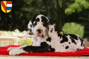 Mehr über den Artikel erfahren Dogge Züchter und Welpen in Pforzheim