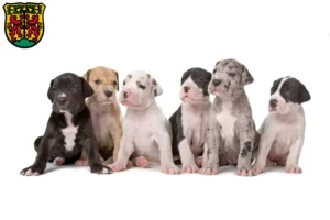 Mehr über den Artikel erfahren Dogge Züchter und Welpen in Pirna