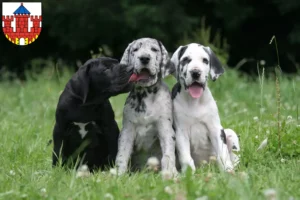 Mehr über den Artikel erfahren Dogge Züchter und Welpen in Ratzeburg