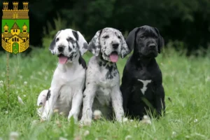 Mehr über den Artikel erfahren Dogge Züchter und Welpen in Recklinghausen