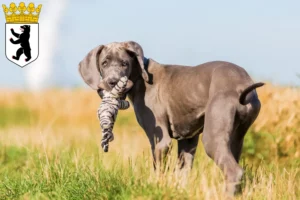 Mehr über den Artikel erfahren Dogge Züchter und Welpen in Reinickendorf