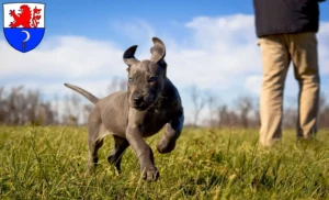 Mehr über den Artikel erfahren Dogge Züchter und Welpen in Remscheid