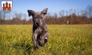 Mehr über den Artikel erfahren Dogge Züchter und Welpen in Rendsburg