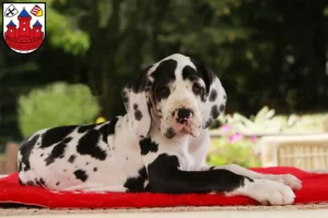 Mehr über den Artikel erfahren Dogge Züchter und Welpen in Rotenburg (Wümme)