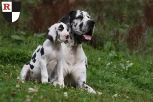Mehr über den Artikel erfahren Dogge Züchter und Welpen in Roth