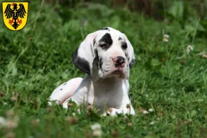 Mehr über den Artikel erfahren Dogge Züchter und Welpen in Rottweil