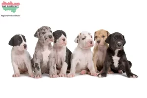 Mehr über den Artikel erfahren Dogge Züchter und Welpen im Ruhrgebiet