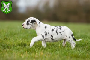 Mehr über den Artikel erfahren Dogge Züchter und Welpen in Saalfeld/Saale