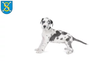 Mehr über den Artikel erfahren Dogge Züchter und Welpen in Sangerhausen