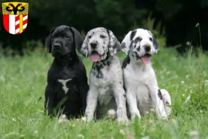 Mehr über den Artikel erfahren Dogge Züchter und Welpen in Schwaben