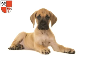 Mehr über den Artikel erfahren Dogge Züchter und Welpen in Senftenberg