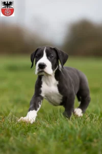 Mehr über den Artikel erfahren Dogge Züchter und Welpen in Sömmerda