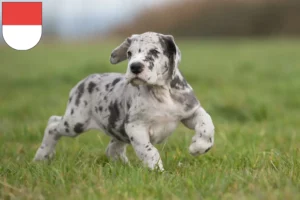 Mehr über den Artikel erfahren Dogge Züchter und Welpen in Solothurn