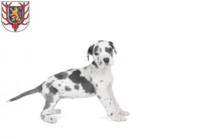 Mehr über den Artikel erfahren Dogge Züchter und Welpen in Sondershausen