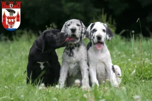 Mehr über den Artikel erfahren Dogge Züchter und Welpen in Spandau