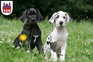 Mehr über den Artikel erfahren Dogge Züchter und Welpen in Speyer