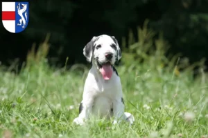 Mehr über den Artikel erfahren Dogge Züchter und Welpen in St. Pölten