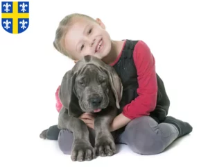Mehr über den Artikel erfahren Dogge Züchter und Welpen in St. Wendel