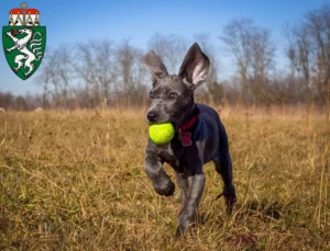 Mehr über den Artikel erfahren Dogge Züchter und Welpen in der Steiermark
