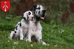Mehr über den Artikel erfahren Dogge Züchter und Welpen in Stralsund