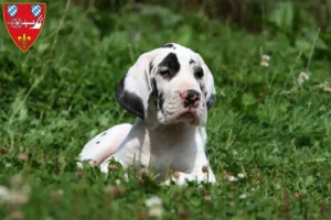 Mehr über den Artikel erfahren Dogge Züchter und Welpen in Straubing
