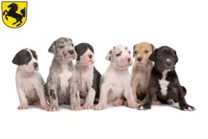 Mehr über den Artikel erfahren Dogge Züchter und Welpen in Stuttgart