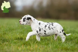 Mehr über den Artikel erfahren Dogge Züchter und Welpen in Süddeutschland
