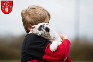 Mehr über den Artikel erfahren Dogge Züchter und Welpen in Tauberbischofsheim