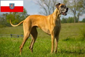 Mehr über den Artikel erfahren Dogge Züchter und Welpen in Thüringen