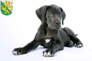 Mehr über den Artikel erfahren Dogge Züchter und Welpen in Thurgau