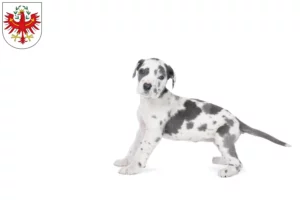 Mehr über den Artikel erfahren Dogge Züchter und Welpen in Tirol