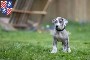 Mehr über den Artikel erfahren Dogge Züchter und Welpen in Torgau