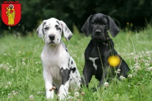 Mehr über den Artikel erfahren Dogge Züchter und Welpen in Trier