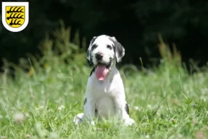 Mehr über den Artikel erfahren Dogge Züchter und Welpen in Tuttlingen