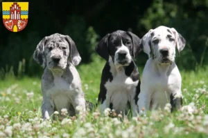 Mehr über den Artikel erfahren Dogge Züchter und Welpen in der Uckermark