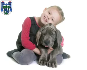 Mehr über den Artikel erfahren Dogge Züchter und Welpen in Uelzen