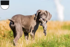 Mehr über den Artikel erfahren Dogge Züchter und Welpen in Ulm