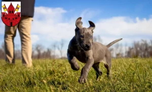 Mehr über den Artikel erfahren Dogge Züchter und Welpen in Unna
